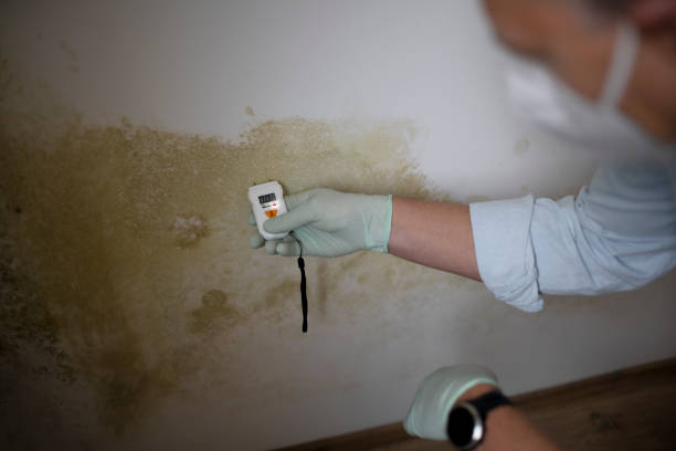 Best Residential Mold Remediation in Mission Bend, TX