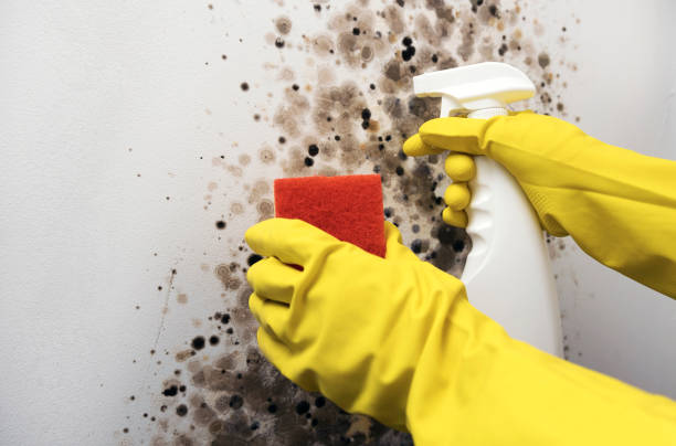 Best Health and Safety Mold Remediation in Mission Bend, TX