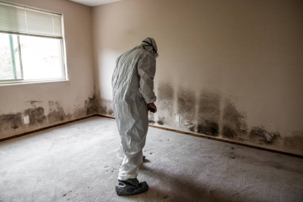 Reliable Mission Bend, TX Mold Remediation Solutions