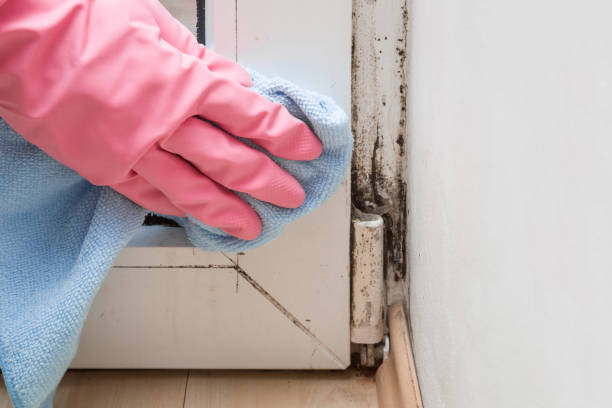 Best Insurance-Related Mold Remediation in Mission Bend, TX