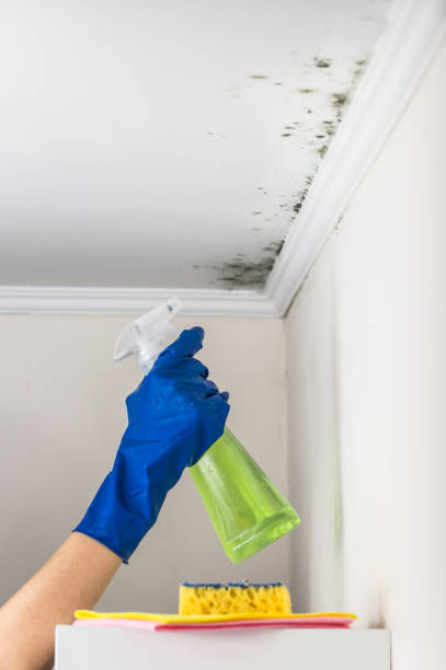 Best White Mold Remediation in Mission Bend, TX